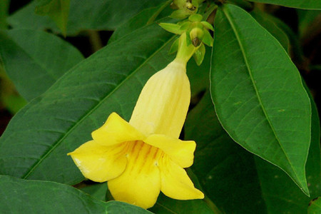 黄蝉是什么科的植物