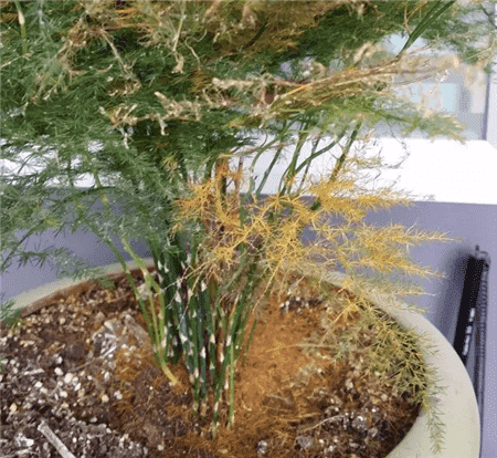 绿萝出现黄叶烂根怎么办