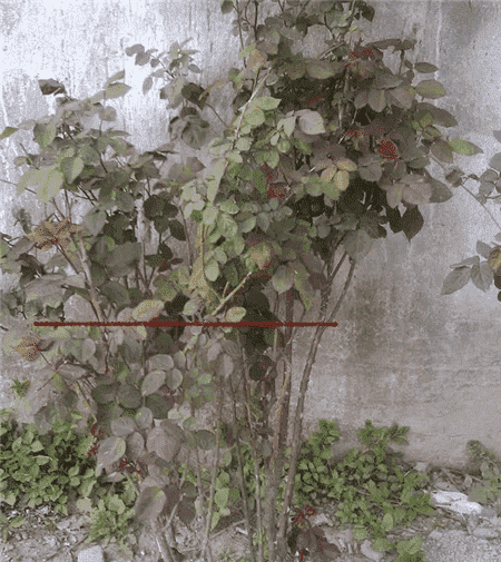 绿萝出现黄叶烂根怎么办