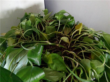 绿萝出现黄叶烂根怎么办