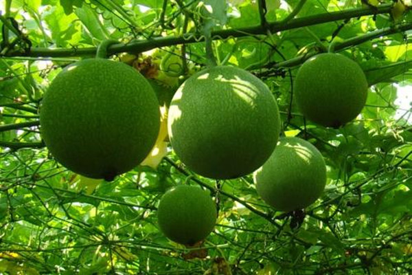 栝楼的繁殖方法(栝楼植物图片)