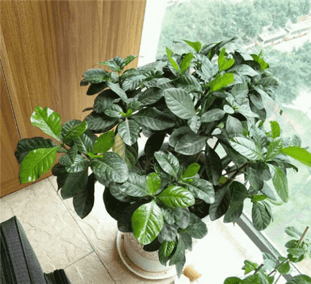 绿萝出现黄叶烂根怎么办