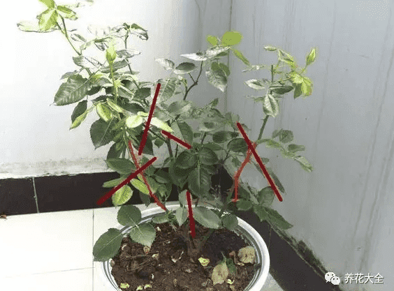 绿萝出现黄叶烂根怎么办