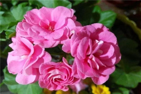 单瓣花和重瓣花的区别