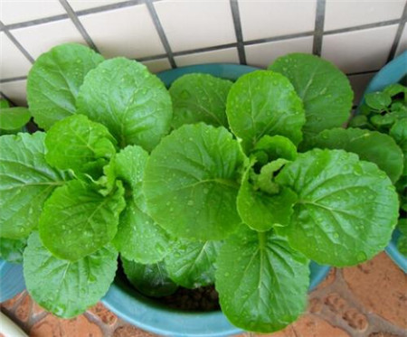 阳台种白菜步骤