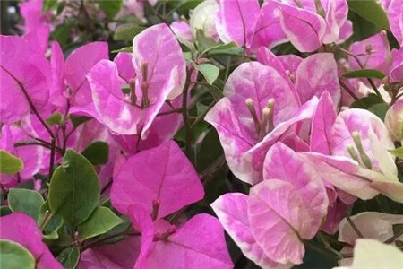 单瓣花和重瓣花的区别