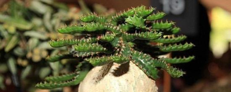 飞龙换盆时间(飞龙换盆时间表)