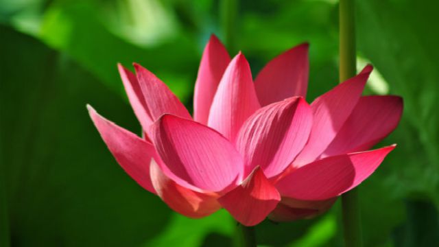 夏季开花的植物有哪些(夏季开花的植物有哪些木本)