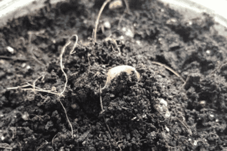 郁金香的养殖方法和注意事项 盆栽