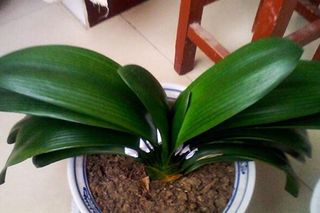 君子兰矫正视频