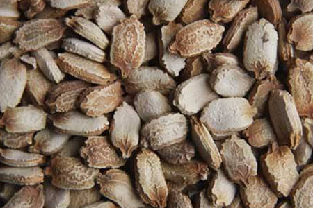 苦瓜种植技术与管理方法