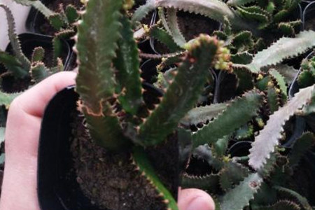 飞龙换盆时间表