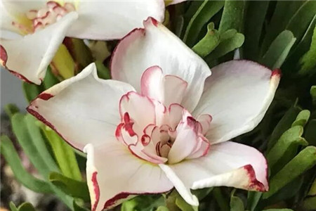 单瓣花和重瓣花的区别