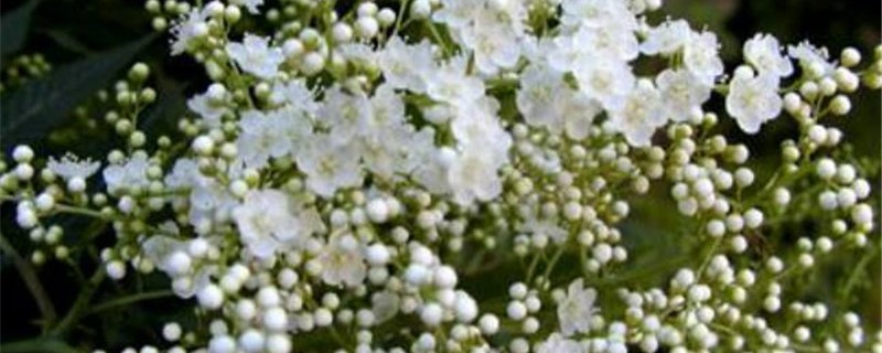 珍珠花的养殖方法是什么