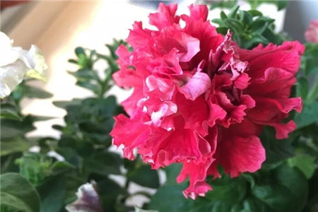 单瓣花和重瓣花的区别