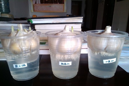 水养大蒜怎么养需要天天换水吗