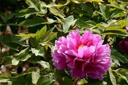 单瓣花和重瓣花的区别