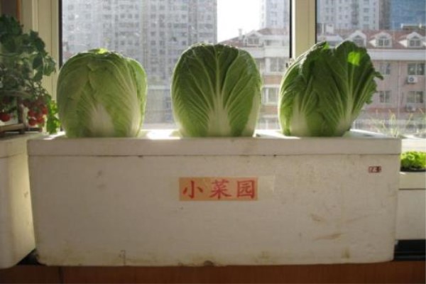 阳台种白菜的方法大白菜怎么种在阳台(阳台种白菜步骤)