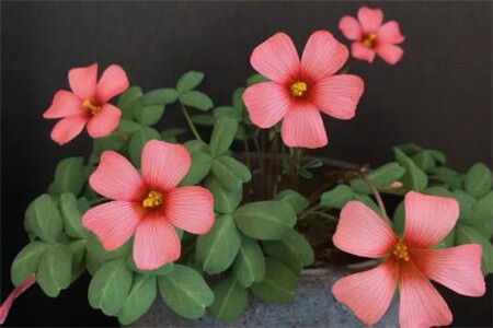 单瓣花和重瓣花的区别