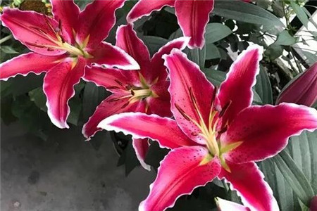 单瓣花和重瓣花的区别