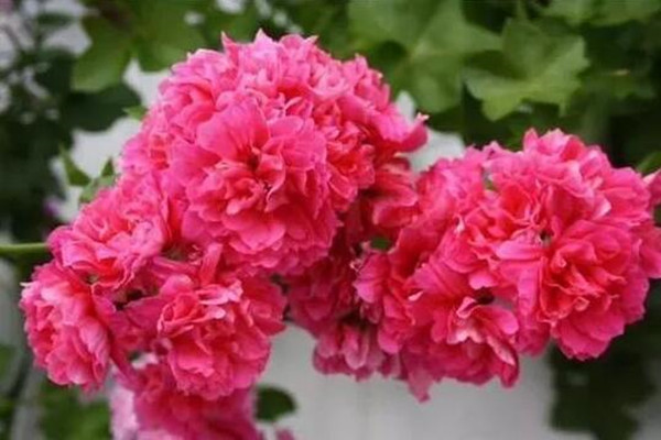 这9种花单瓣丑的不像样一旦重瓣起来美过天仙！(单瓣花和重瓣花的区别)