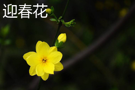 迎春花和连翘是一种花吗