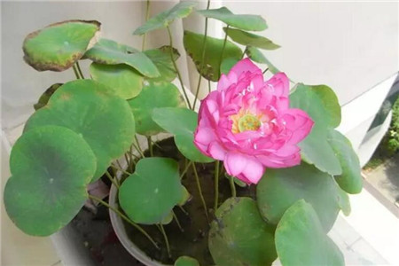 花浇水晒太阳变蔫