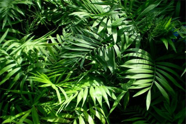 袖珍椰子怎么施肥(袖珍椰子施肥时间)