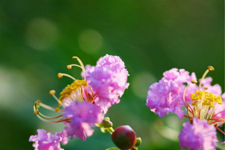 夏季开花的植物有哪些木本
