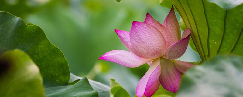 如何养荷花(如何养荷花?)