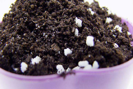 孔雀球播种方法视频