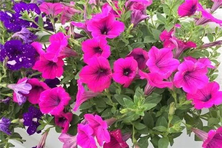 单瓣花和重瓣花的区别