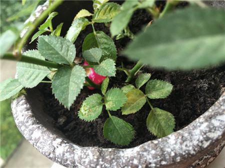 绿萝出现黄叶烂根怎么办