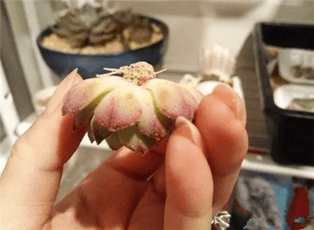 绿萝出现黄叶烂根怎么办