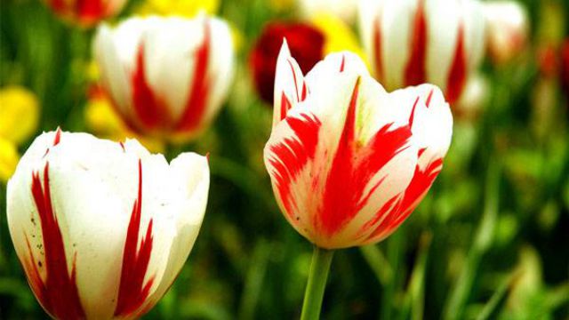 郁金香的家庭养殖方法(郁金香的养殖方法和注意事项 盆栽)