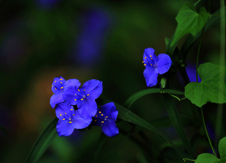 紫露草什么时候移植