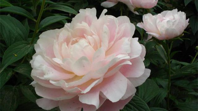 芍药什么时候开花(牡丹芍药什么时候开花)