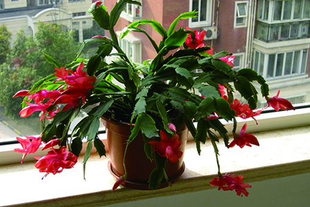 蟹爪兰可以放卧室么