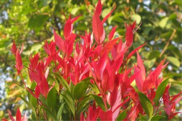 红鳞蒲桃生虫了怎么办常见的病害防治(红蒲桃的果实)