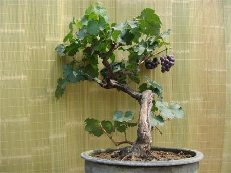阳台盆栽葡萄种植技术和时间