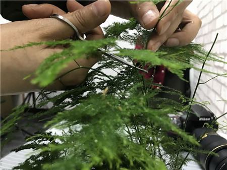 绿萝出现黄叶烂根怎么办