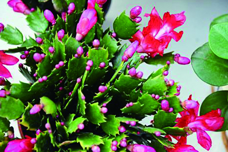 蟹爪兰可以放卧室么