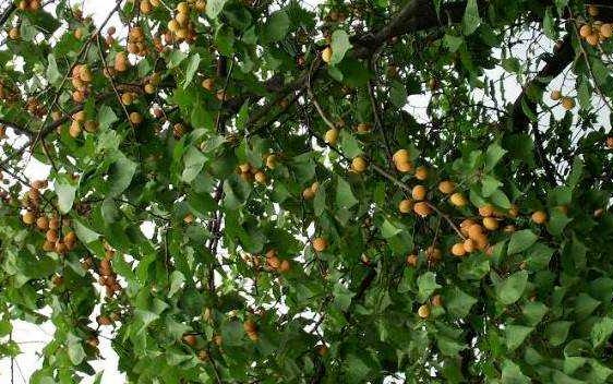 车子的刹车踩起来比以前软