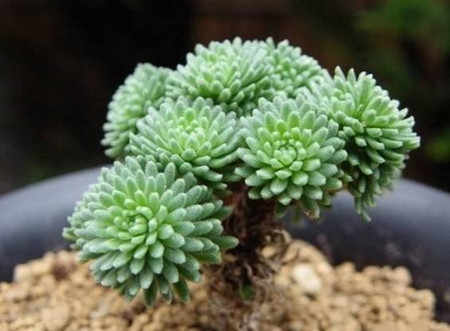 球松可以养多少年