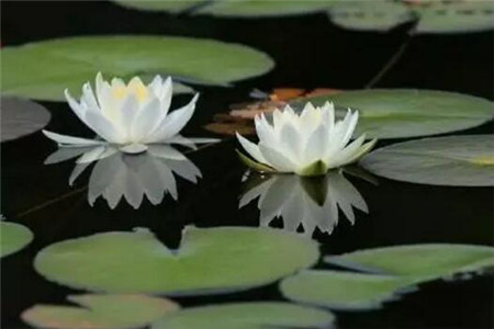 花浇水晒太阳变蔫