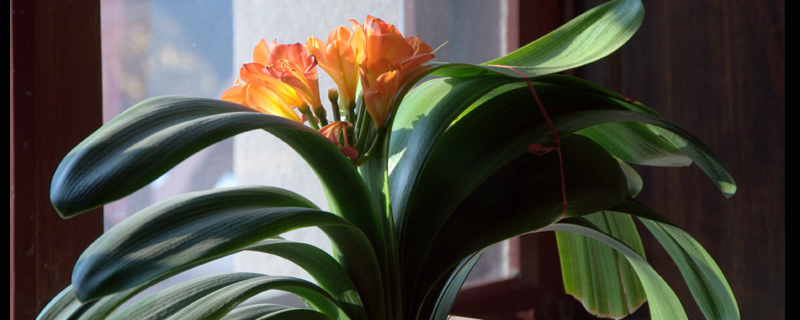 君子兰怎么整形(君子兰矫正视频)