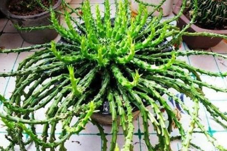 孔雀球播种方法视频