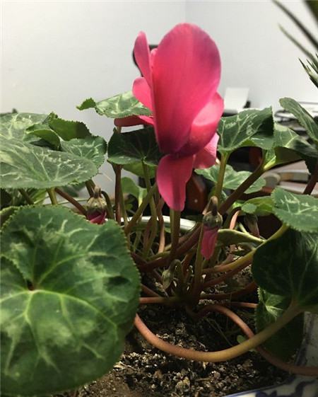 仙客来休眠期怎么办