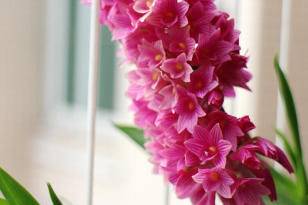 红花石斛生虫了怎么办常见虫害及防治方法(石斛花上有许多虫)