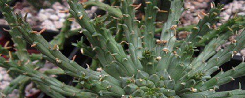 孔雀球播种方法(孔雀球播种方法视频)